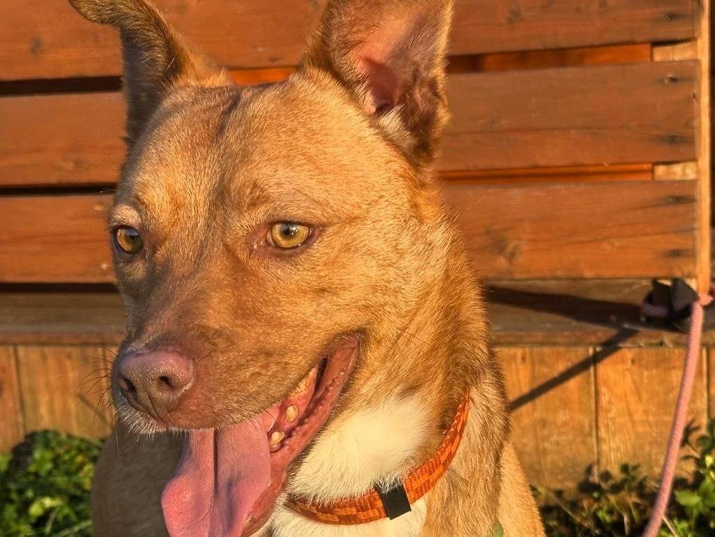 Adotta un cane, taglia media, maschio, Milano