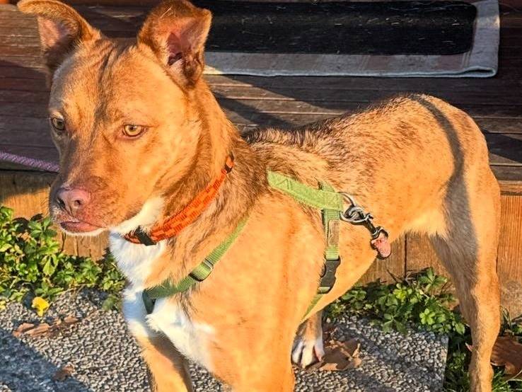 Vuoi adottare un cane a Milano?