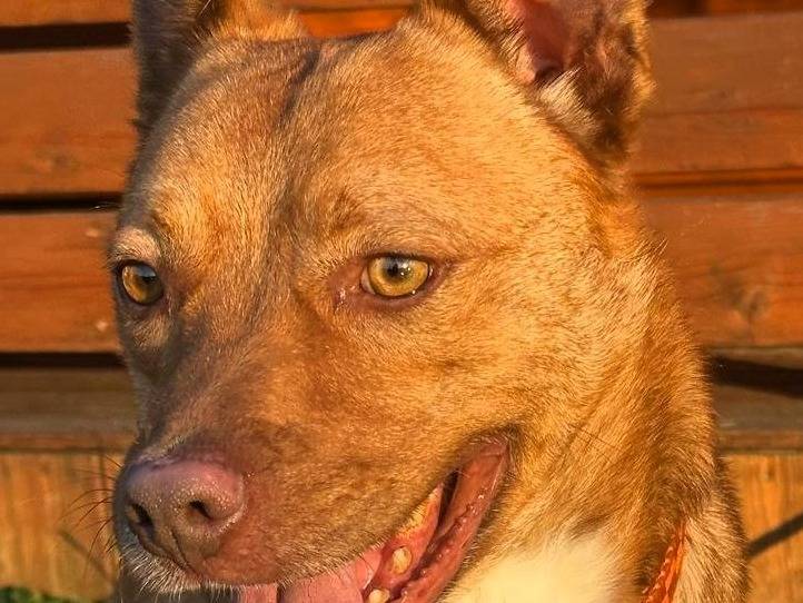 Adotta il cane LUCKY a Milano