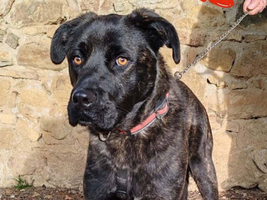 Vuoi adottare un cane a Pisa?