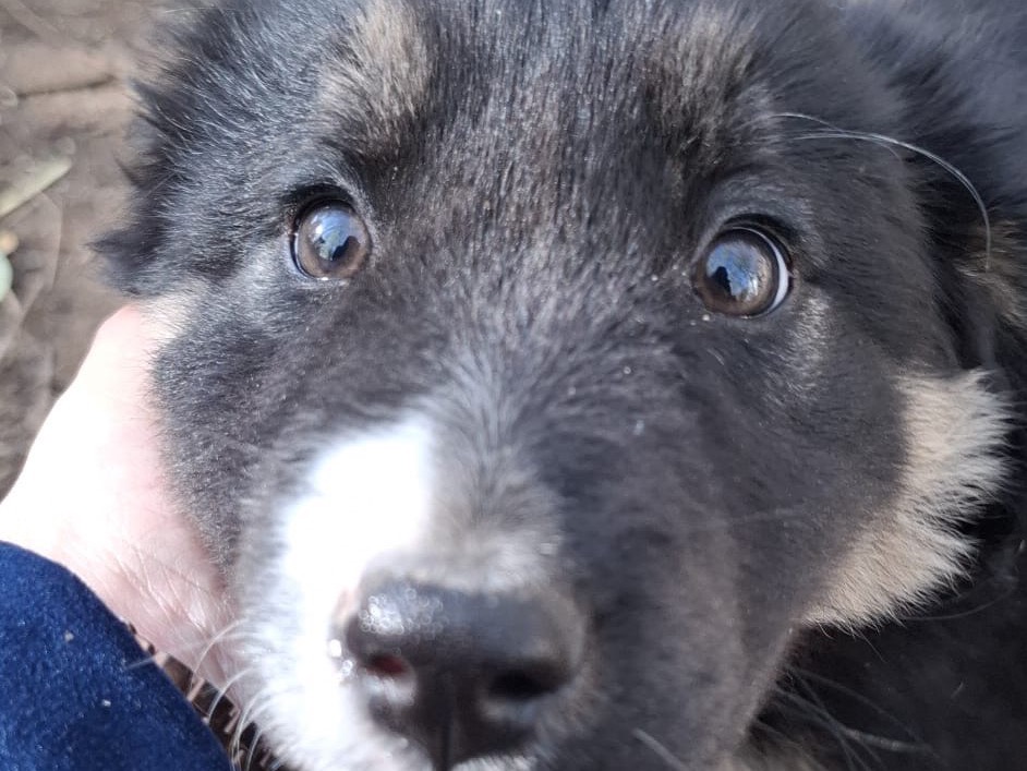 Adotta un cane, femmina, 2 mesi, Caserta