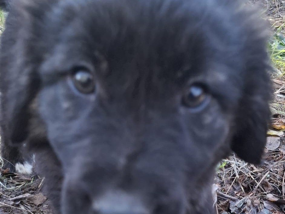 Adozione cane, femmina, Razza sconosciuta Razza sconosciuta, 2 mesi, taglia media, Caserta