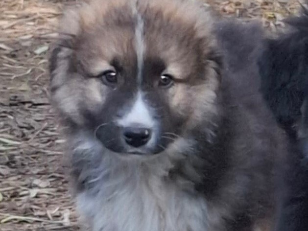 Adozione cane, maschio, Razza sconosciuta Razza sconosciuta, 2 mesi, taglia media, Caserta