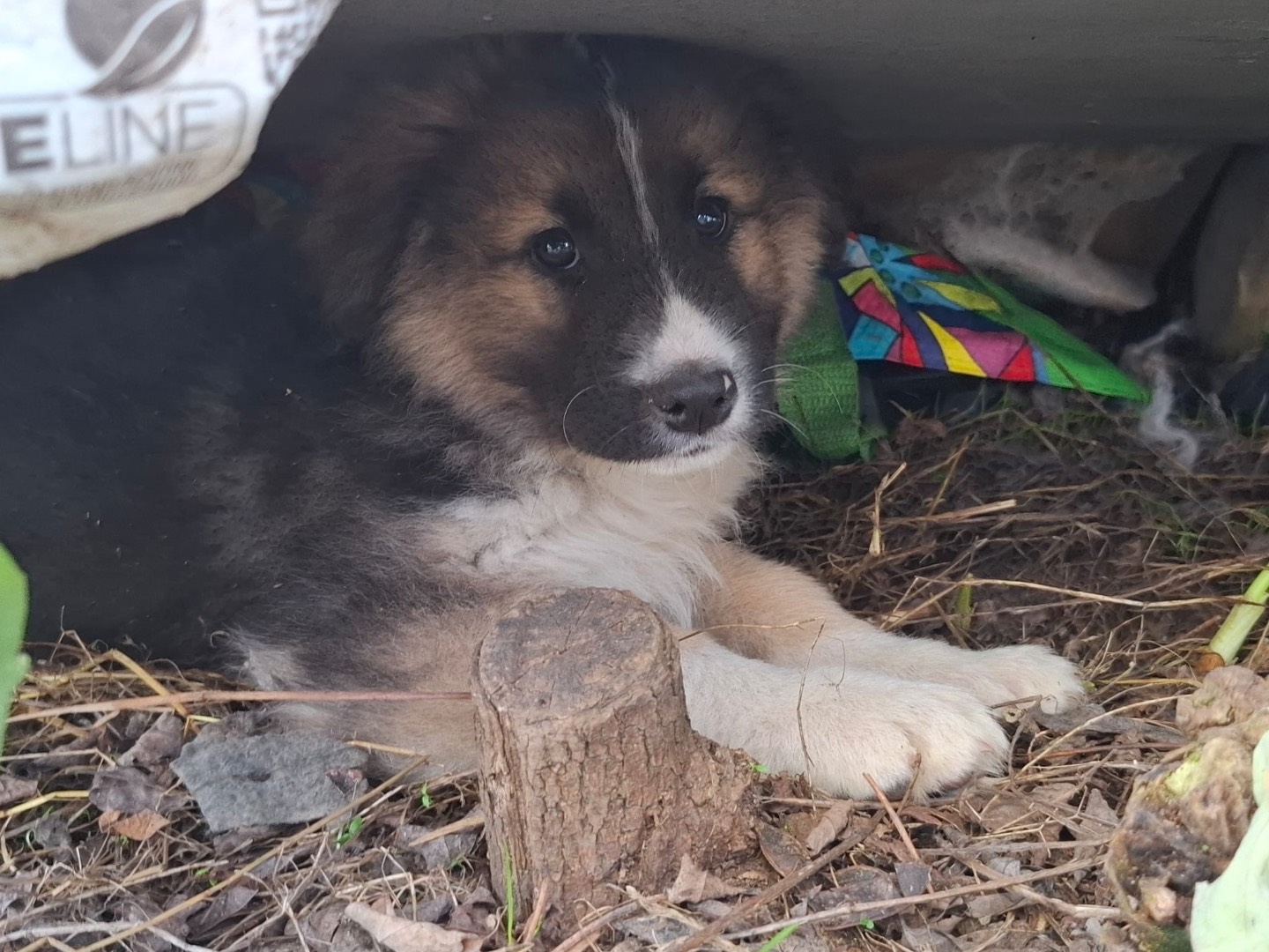 Adotta un cane, maschio, 2 mesi, Caserta