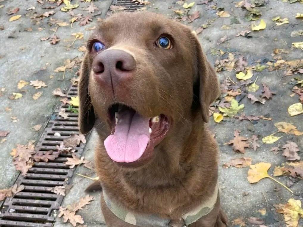 Adozione cane, femmina, Labrador Retriever Razza sconosciuta, 1 anno e 6 mesi, taglia media, Cremona