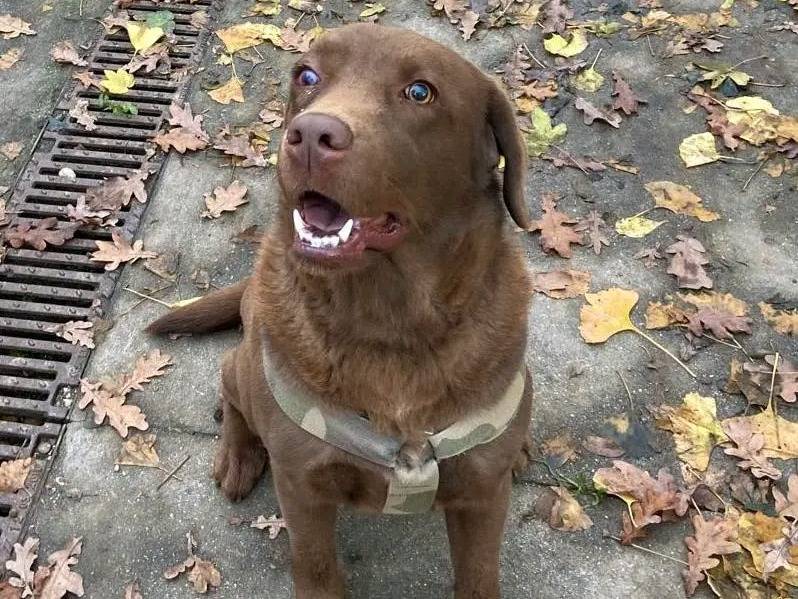 Adotta un cane, femmina, 1 anno e 6 mesi, Cremona