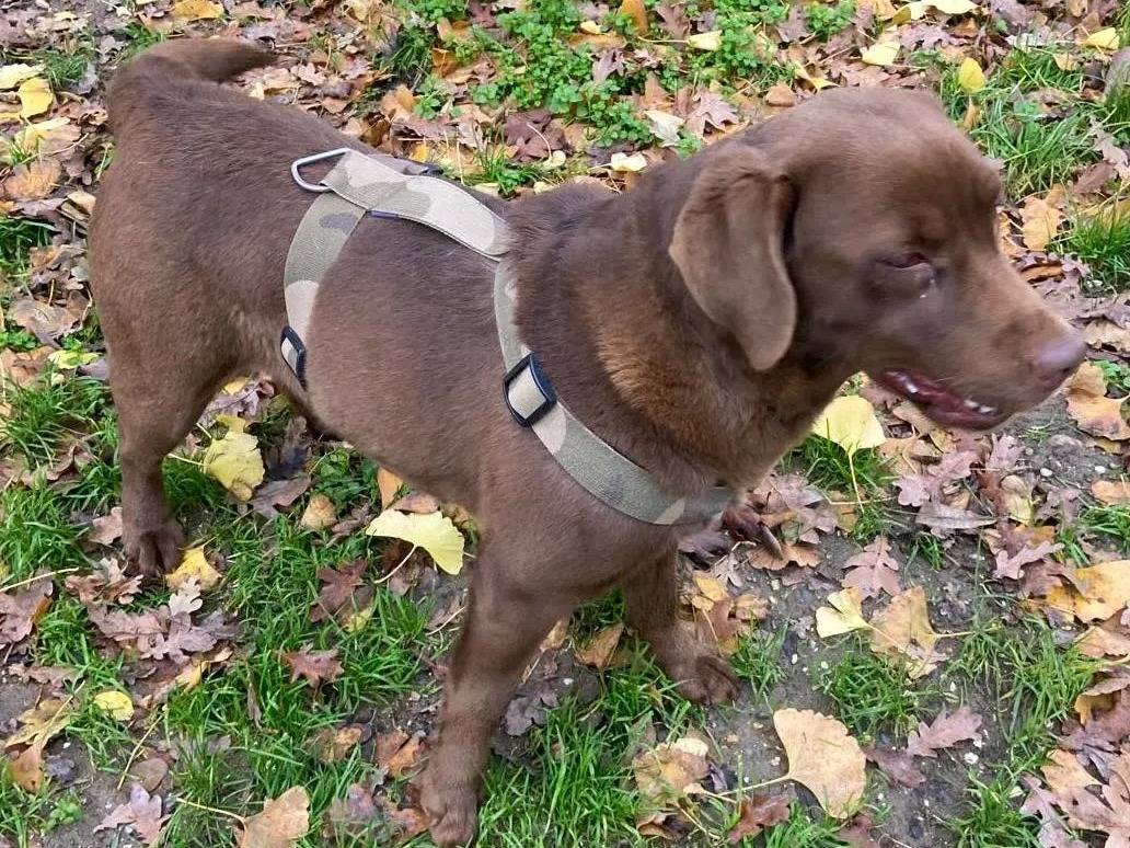 Adotta un cane, taglia media, femmina, Cremona