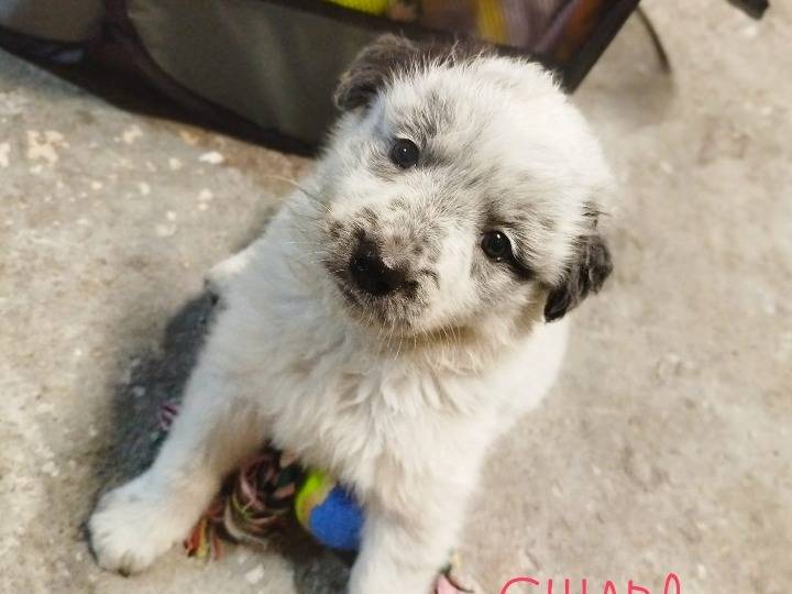 Adozione cane, femmina, Pastore maremmano Razza sconosciuta, 1 mesi, taglia grande, Siracusa