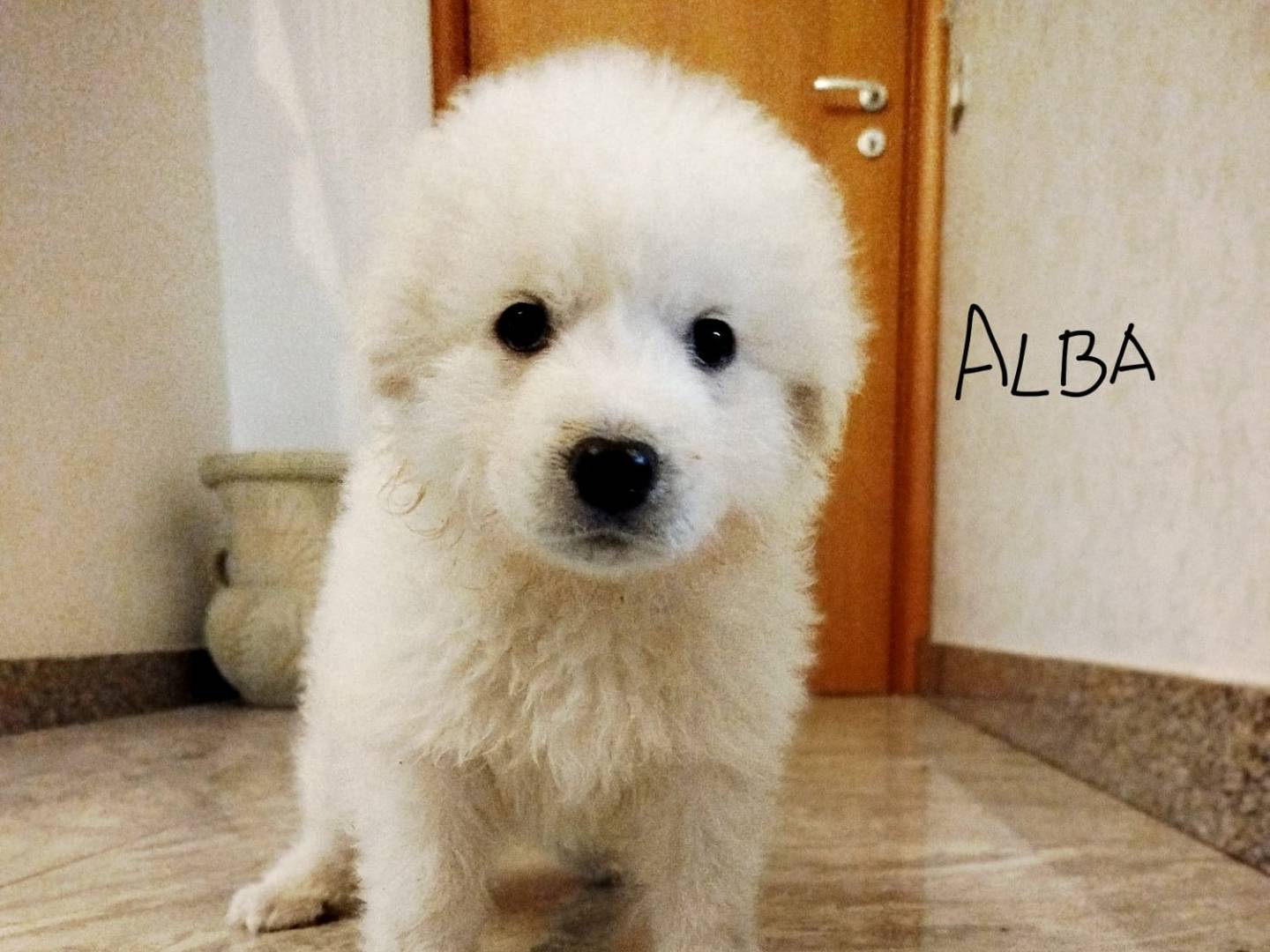 Vuoi adottare un cane a Siracusa?