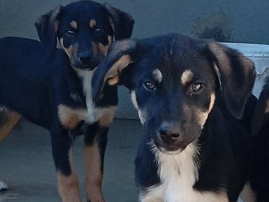 Adozione cane, femmina, Pastore tedesco Razza sconosciuta, 3 mesi, taglia media, Caserta