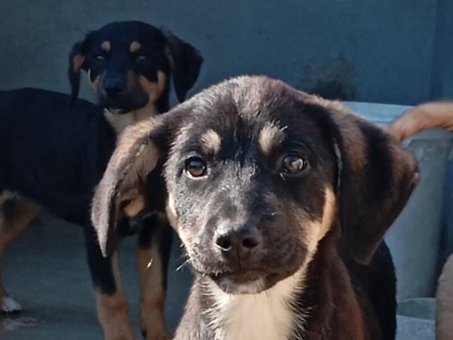 Adotta un cane, femmina, 3 mesi, Caserta