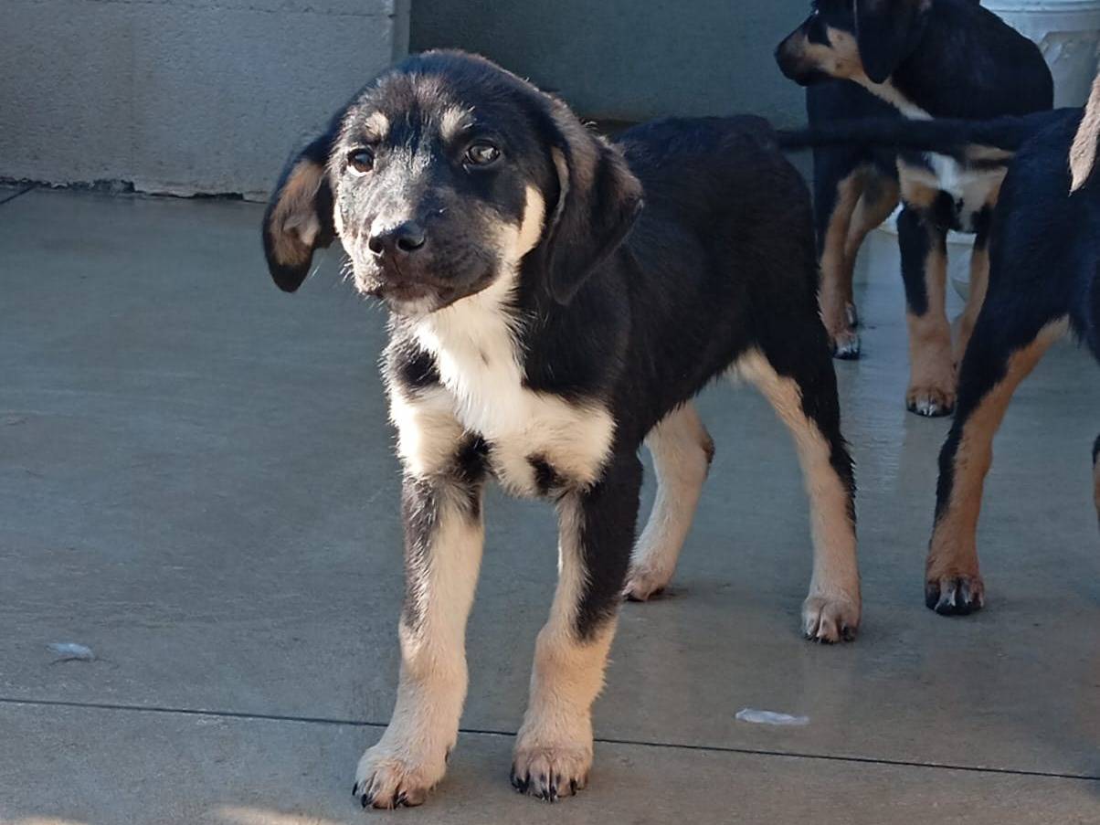 Adotta un cane, taglia media, femmina, Caserta