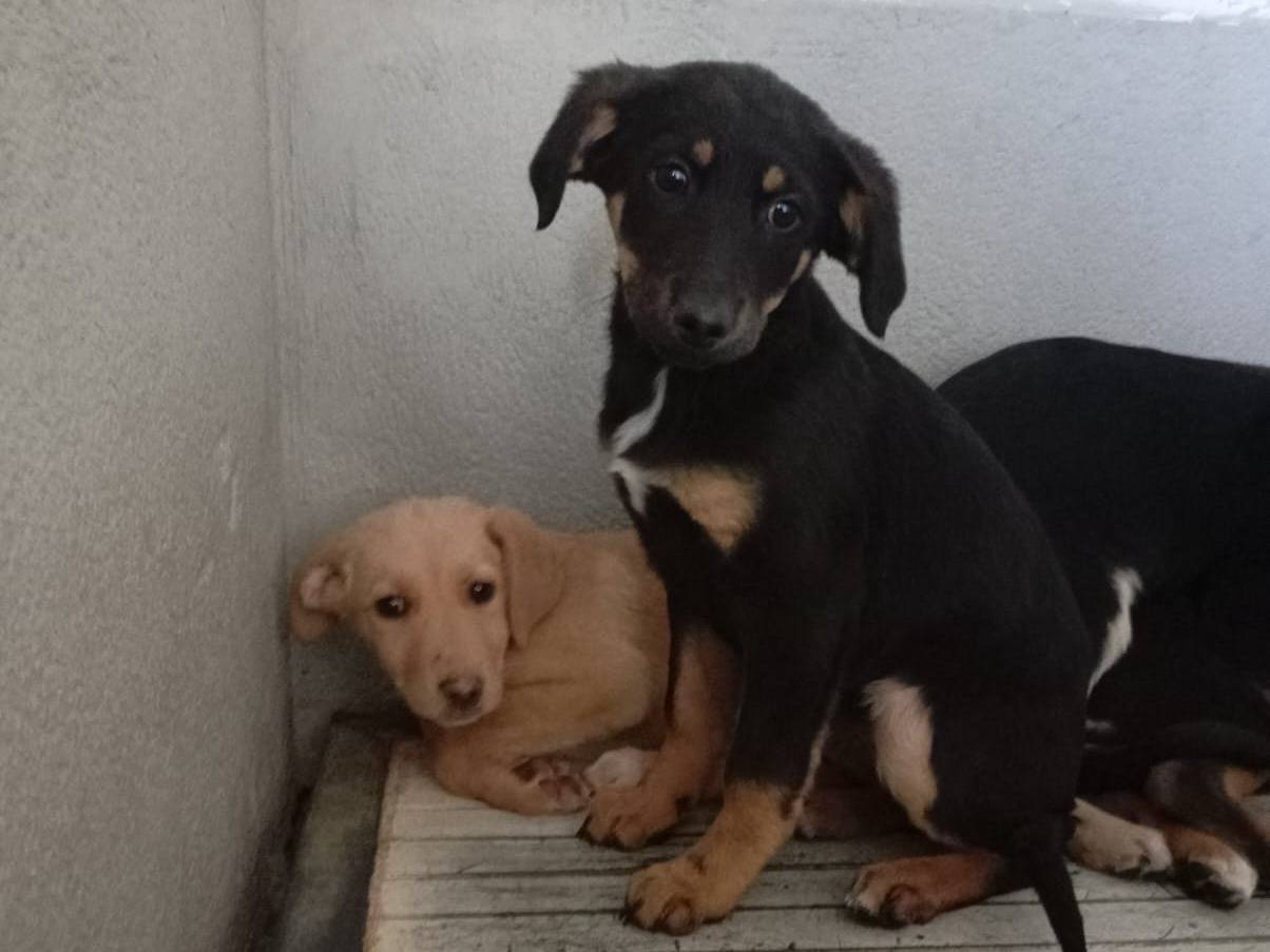 Vuoi adottare un cane a Caserta?