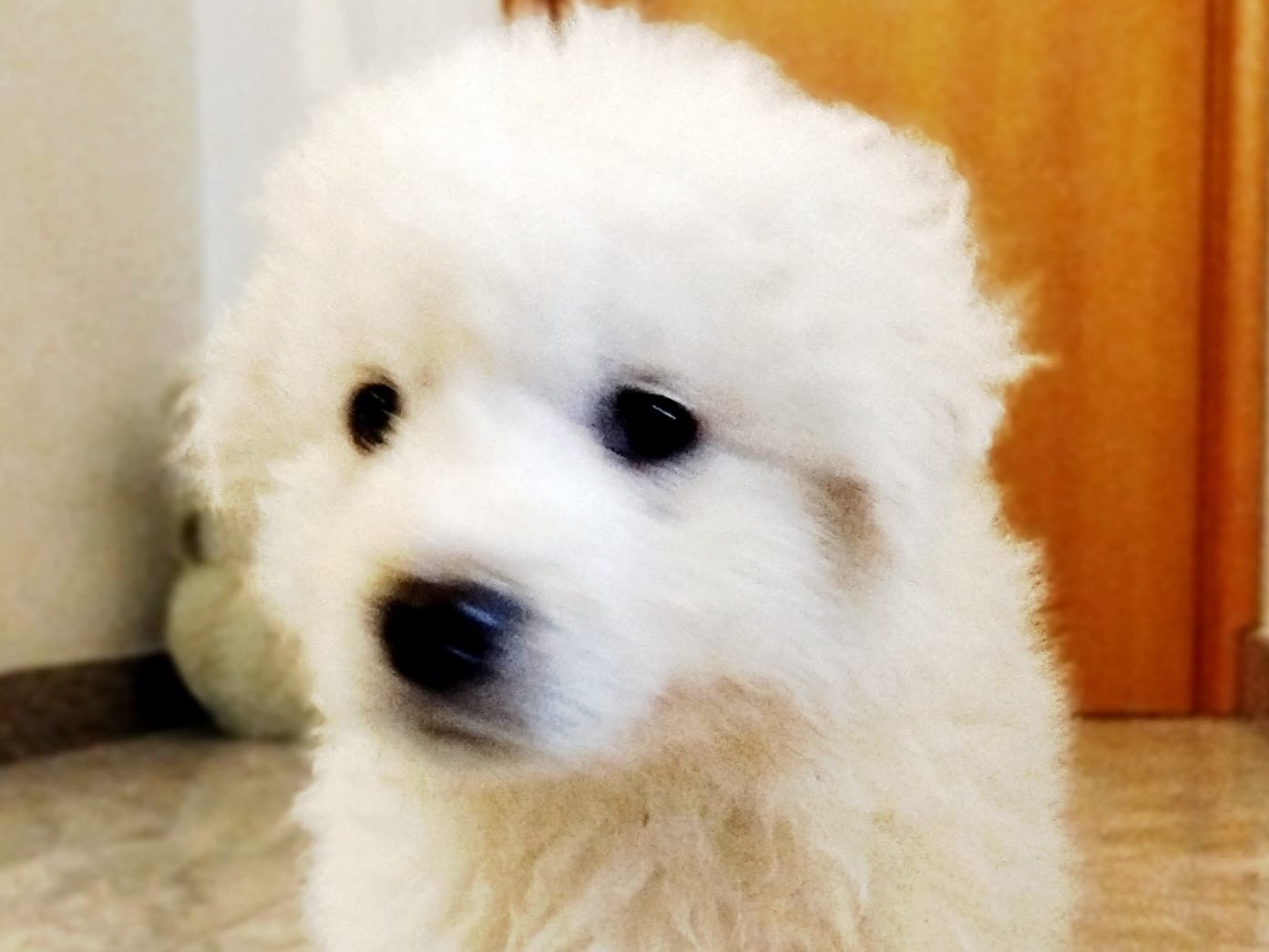 Adotta un cane, taglia grande, femmina, Siracusa