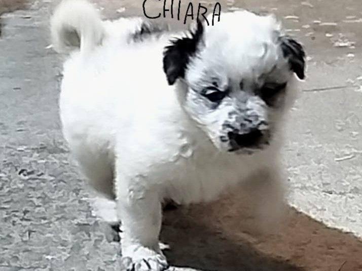 Vuoi adottare un cane a Siracusa?