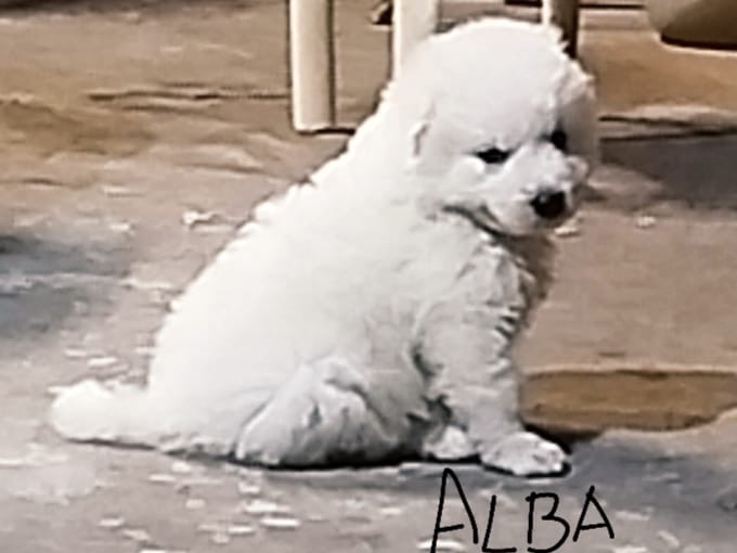 Adotta il cane Alba a Siracusa