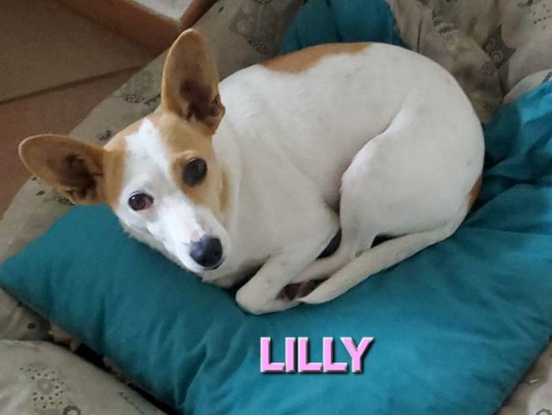 Adozione cane, femmina, Razza sconosciuta Razza sconosciuta, 4 anni e 11 mesi, taglia piccola, Milano