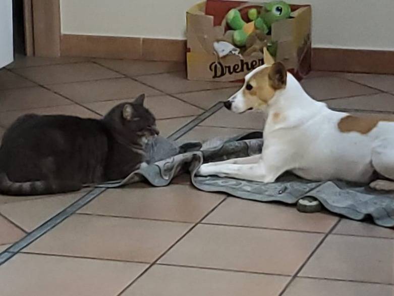 Adotta un cane, femmina, 4 anni e 11 mesi, Milano