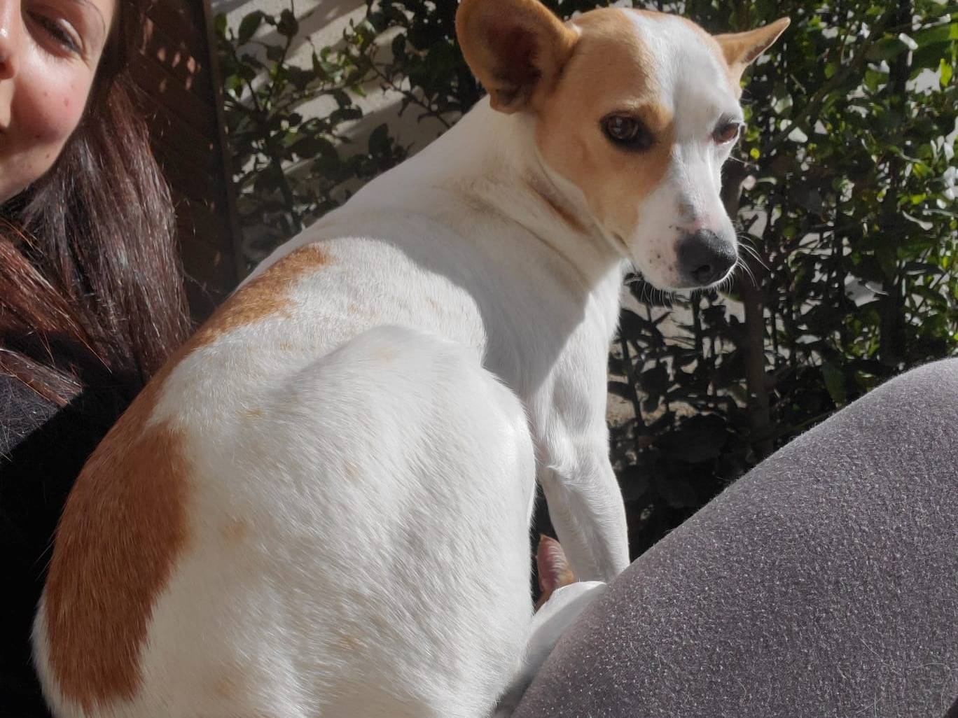 Adotta un cane, taglia piccola, femmina, Milano