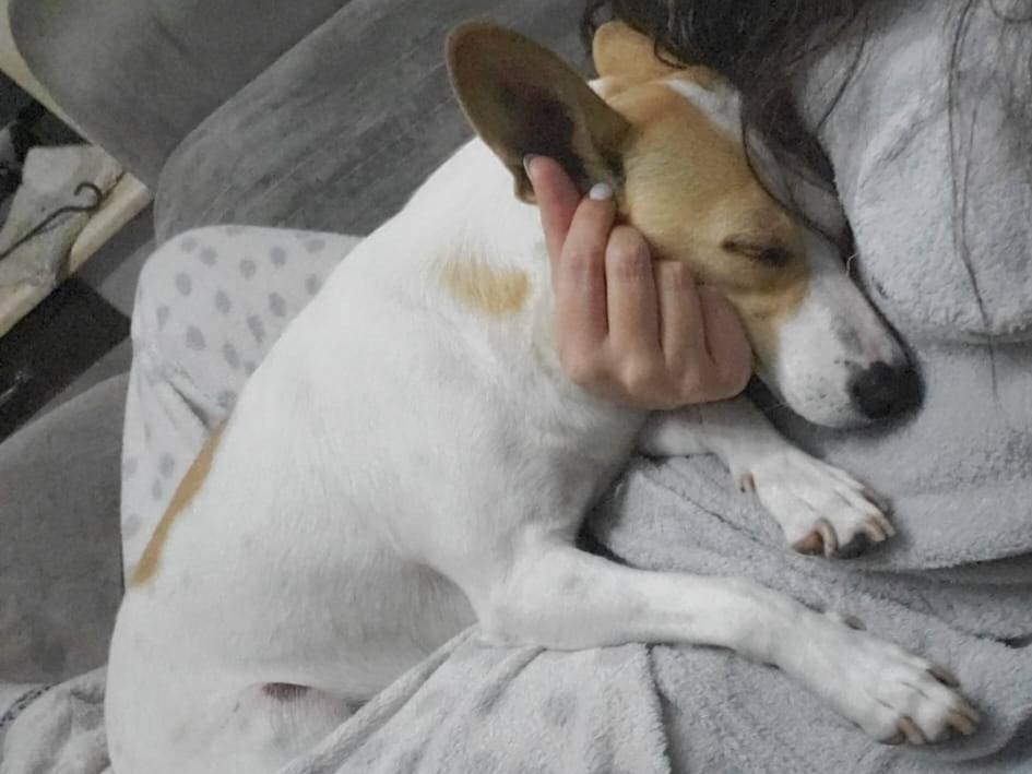 Vuoi adottare un cane a Milano?