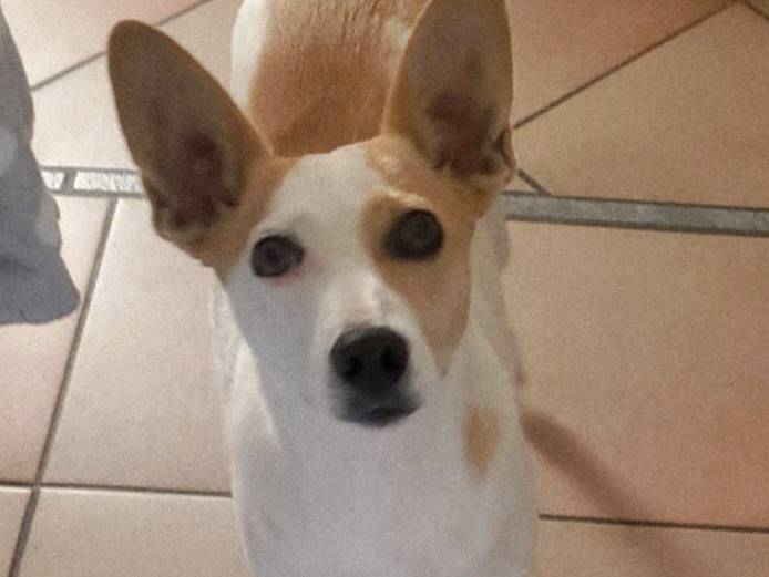 Adotta il cane LILLY a Milano