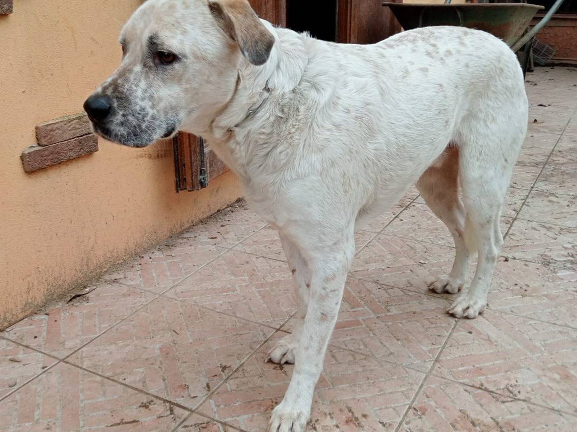 Adotta un cane, maschio, 2 anni e 11 mesi, Varese