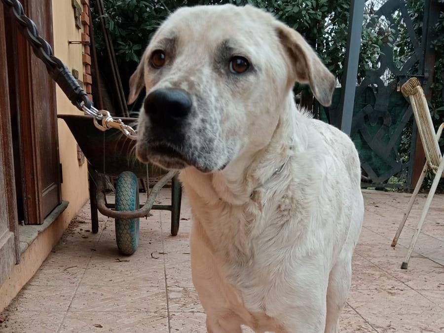 Adotta un cane, taglia grande, maschio, Varese