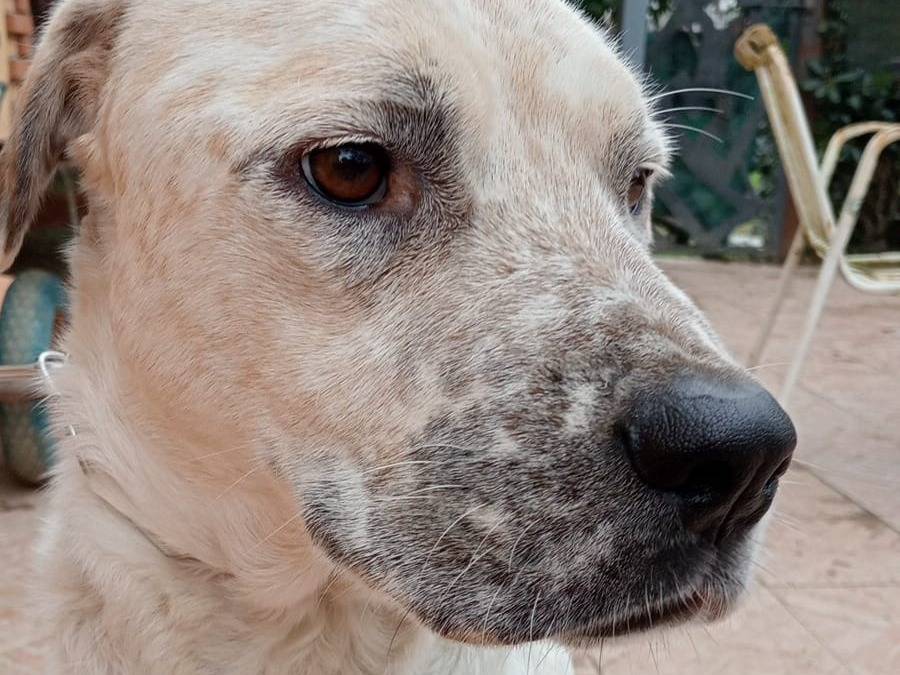 Vuoi adottare un cane a Varese?