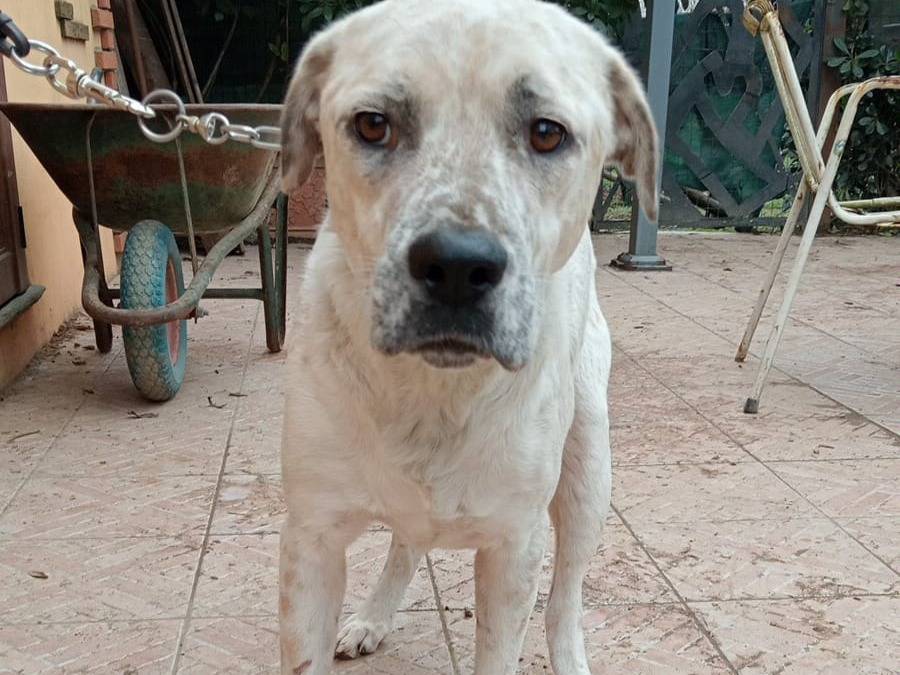 Adotta il cane AIUTIAMO BENNY a Varese