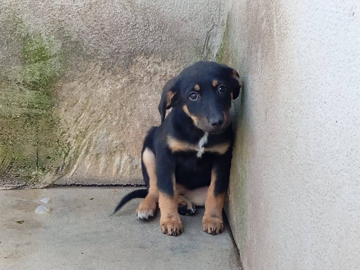 Adozione cane, femmina, Razza sconosciuta Razza sconosciuta, 3 mesi, taglia media, Caserta