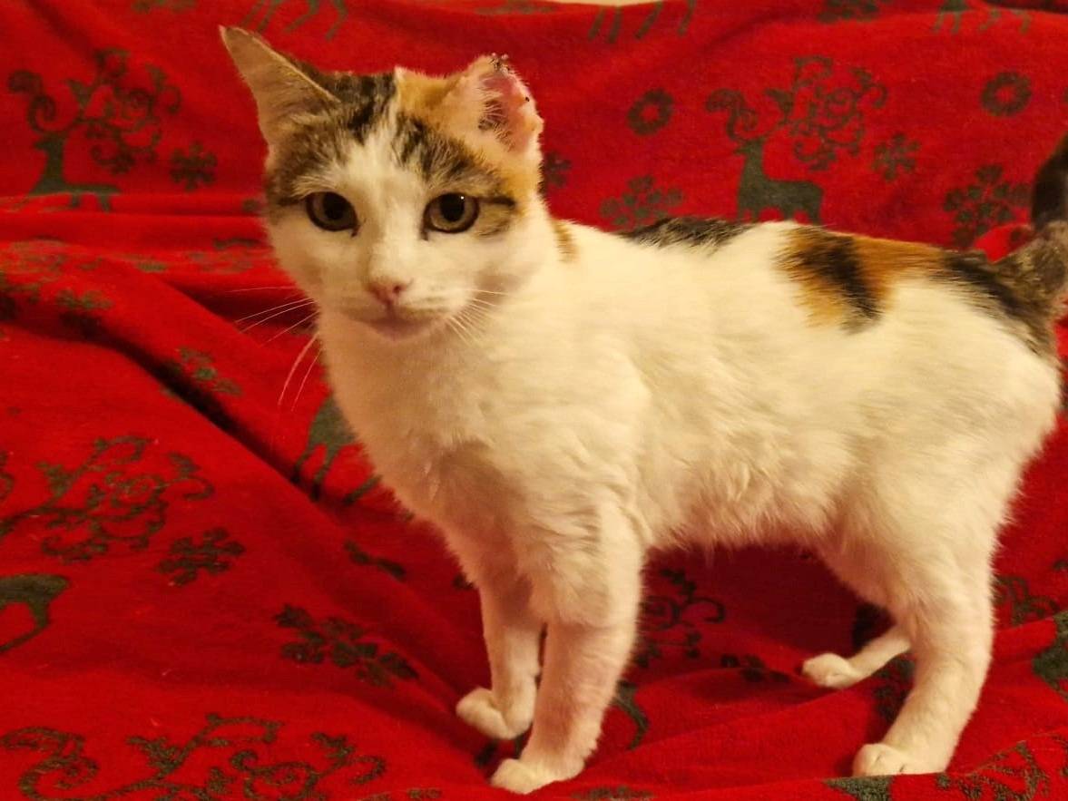 Adozione gatto, femmina, Razza sconosciuta Razza sconosciuta, 1 anno e 11 mesi, taglia non valida, Roma