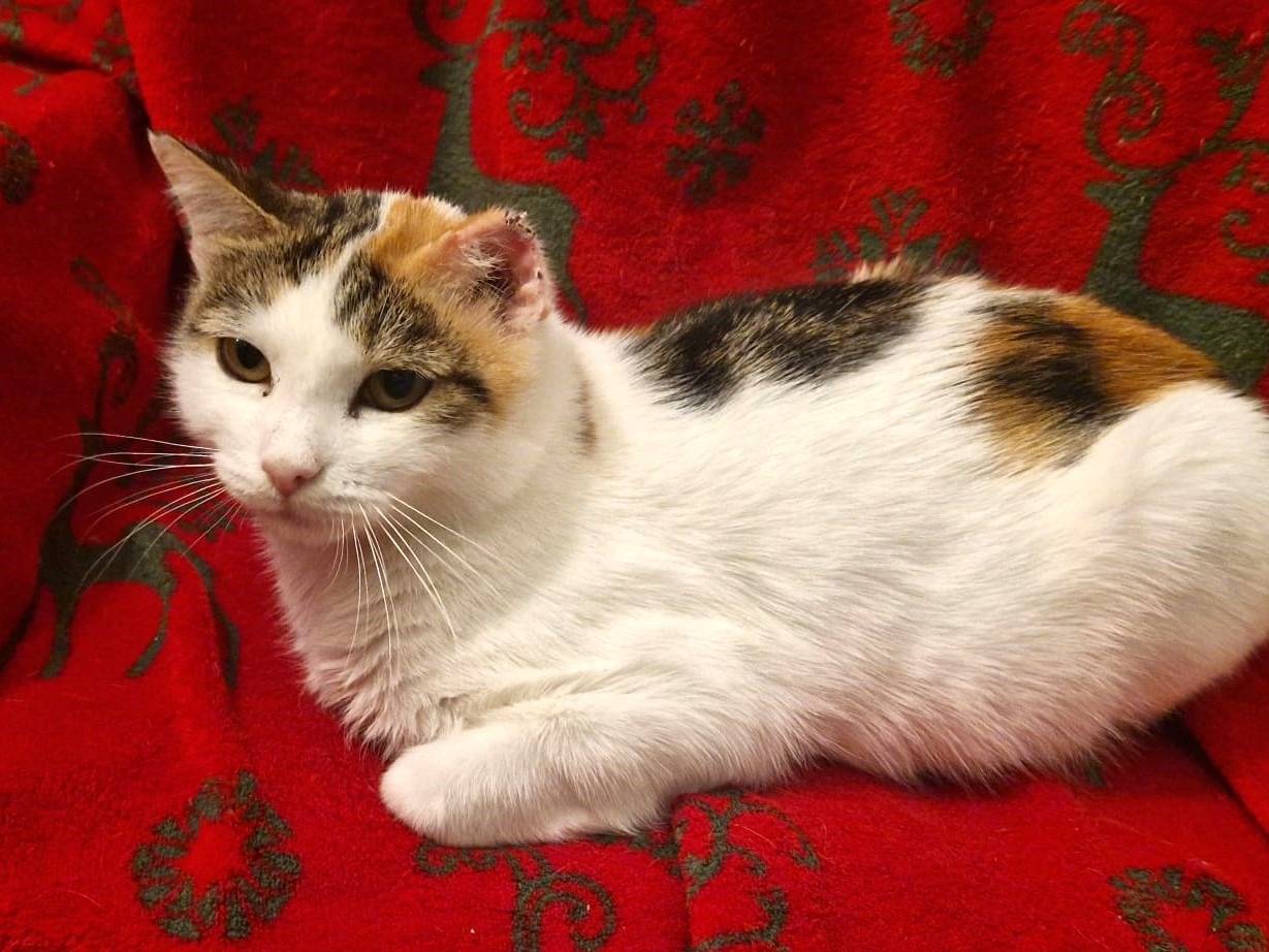 Adotta un gatto, femmina, 1 anno e 11 mesi, Roma