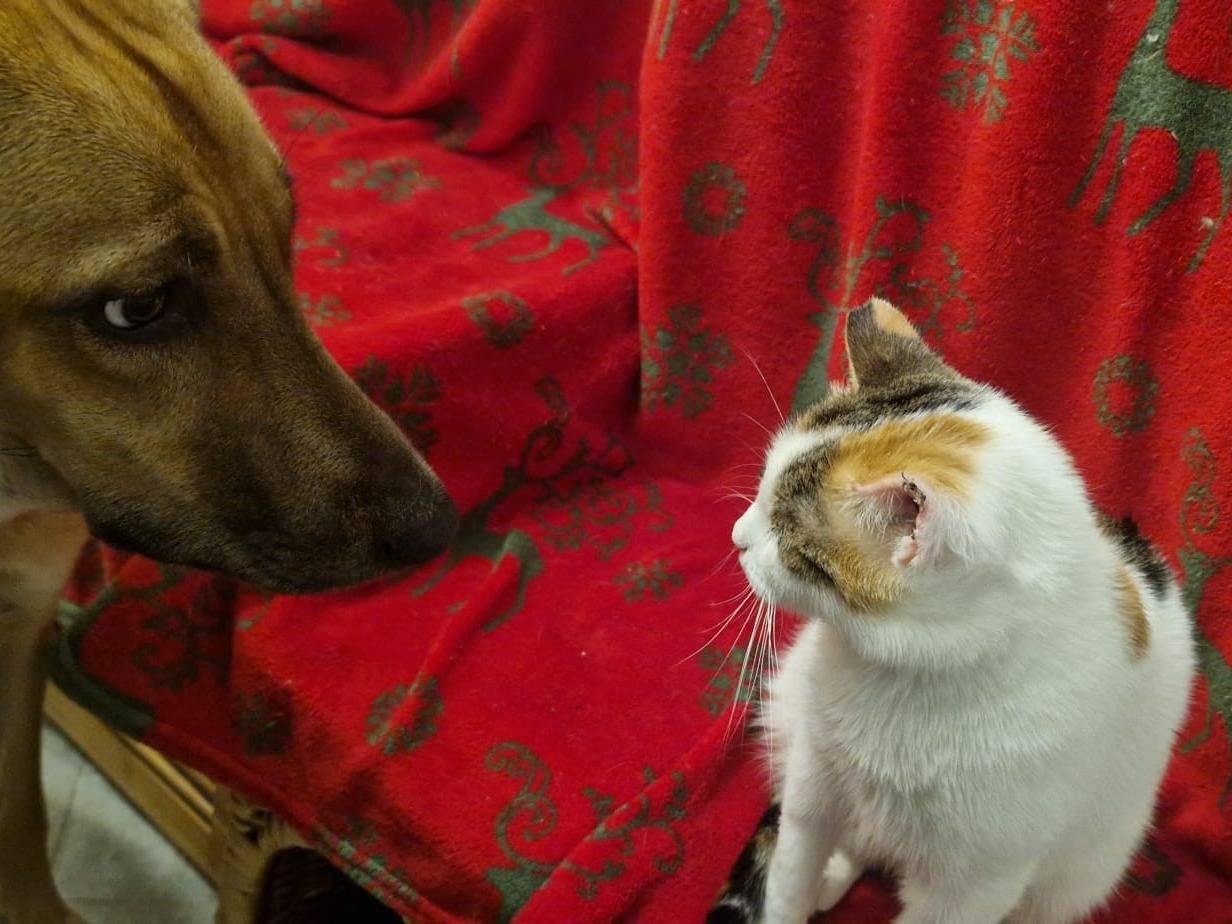 Adotta un gatto, taglia non valida, femmina, Roma