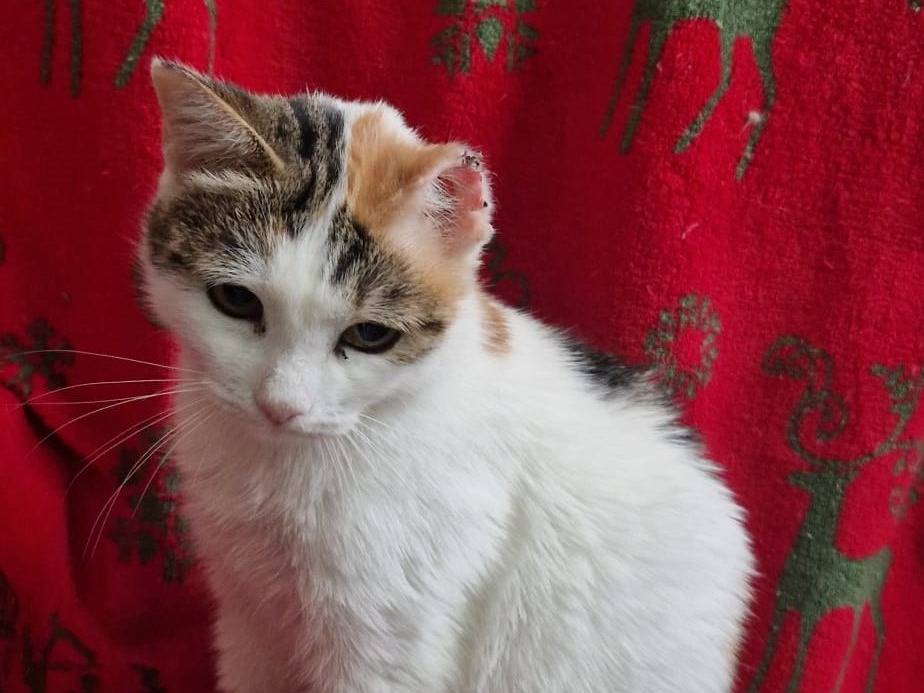 Vuoi adottare un gatto a Roma?