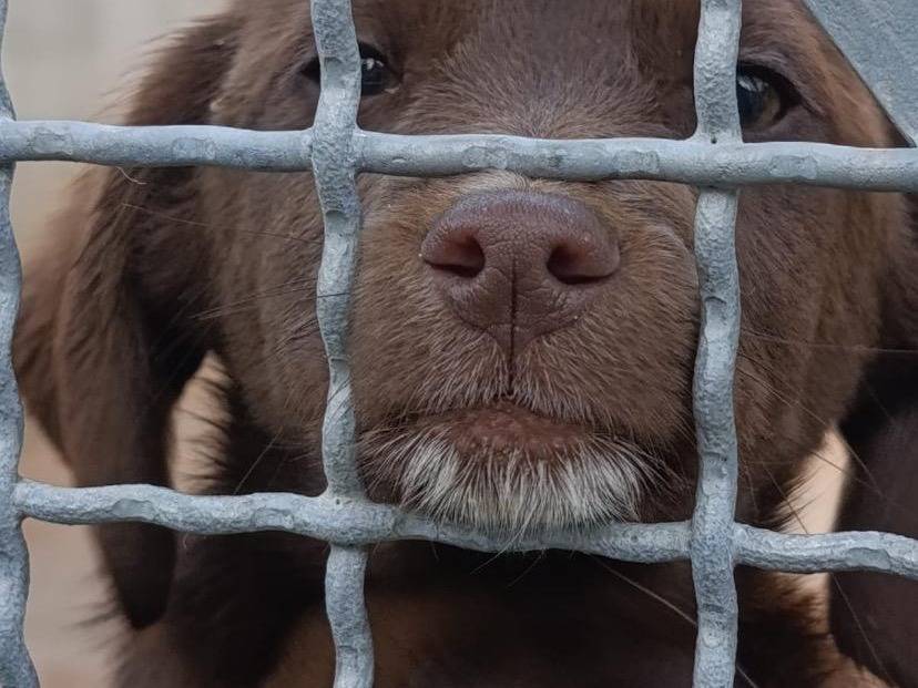 Adozione cane, femmina, Razza sconosciuta Razza sconosciuta, 4 mesi, taglia media contenuta, Avellino