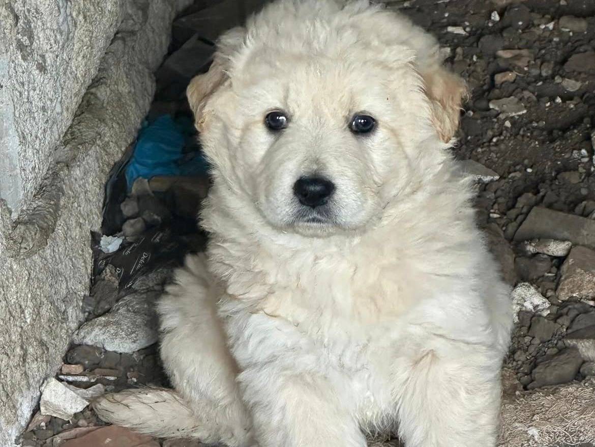 Adozione cane, femmina, Razza sconosciuta Razza sconosciuta, 2 mesi, taglia grande, Latina