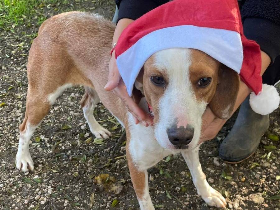 Adozione cane, femmina, Razza sconosciuta Razza sconosciuta, 3 anni e 2 mesi, taglia media contenuta, Latina