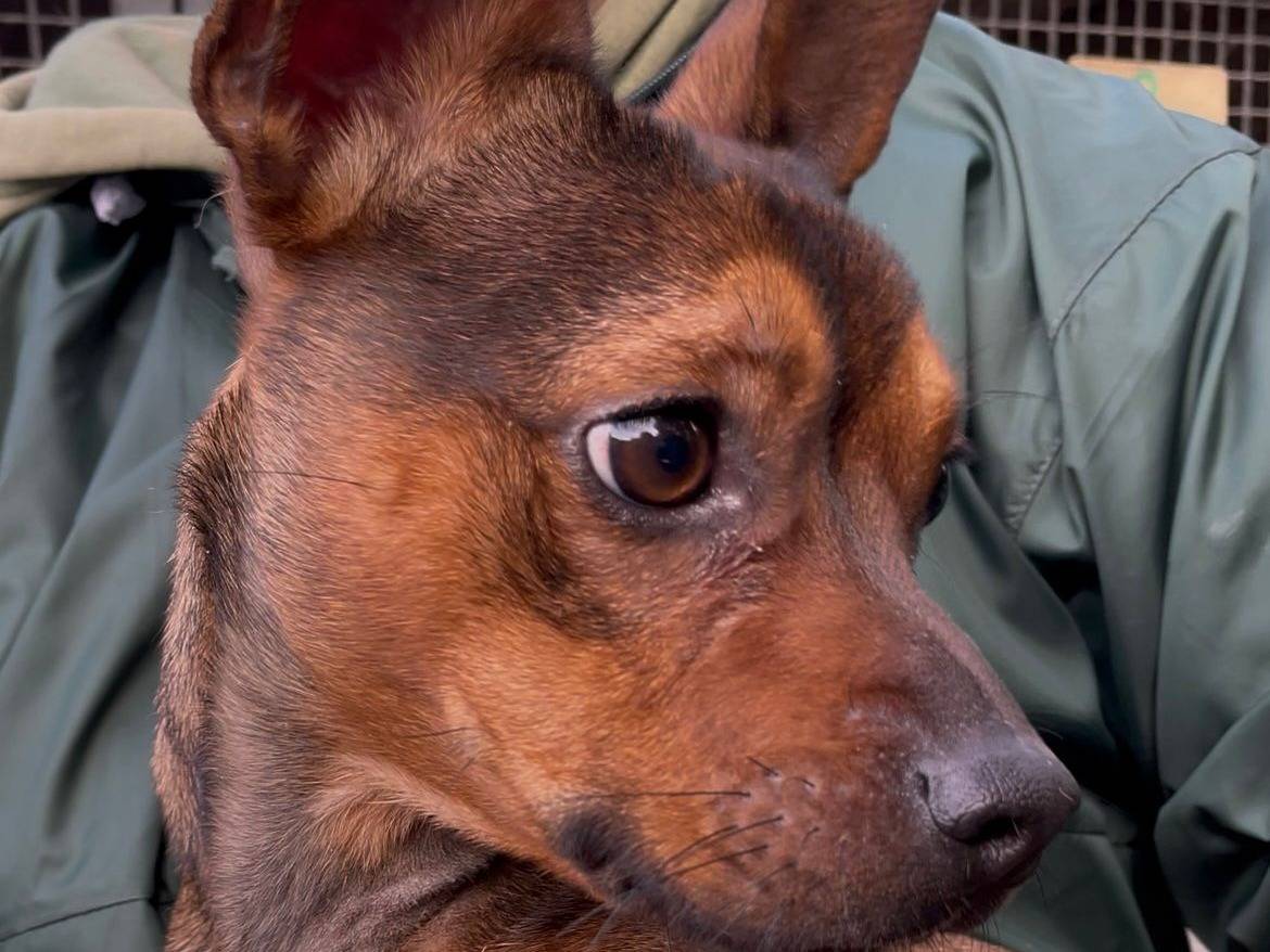 Adozione cane, maschio, Bulldog francese Razza sconosciuta, 3 anni e 6 mesi, taglia piccola, Latina