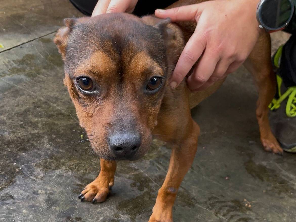 Adotta un cane, maschio, 3 anni e 6 mesi, Latina