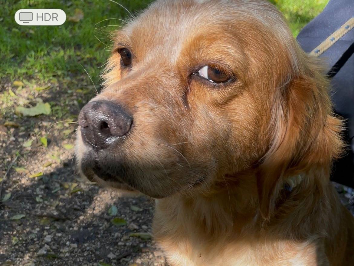 Adozione cane, femmina, Breton Razza sconosciuta, 3 anni e 6 mesi, taglia media contenuta, Latina