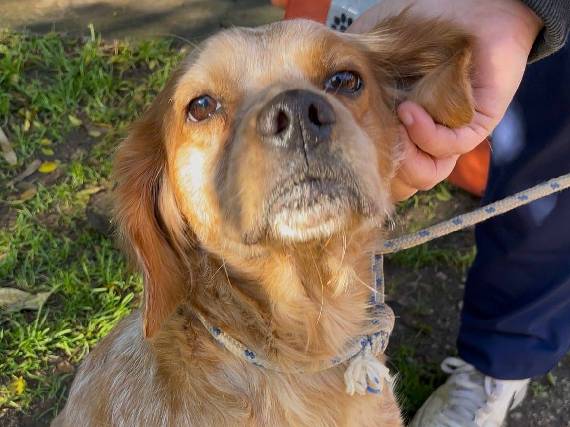 Adotta un cane, femmina, 3 anni e 6 mesi, Latina