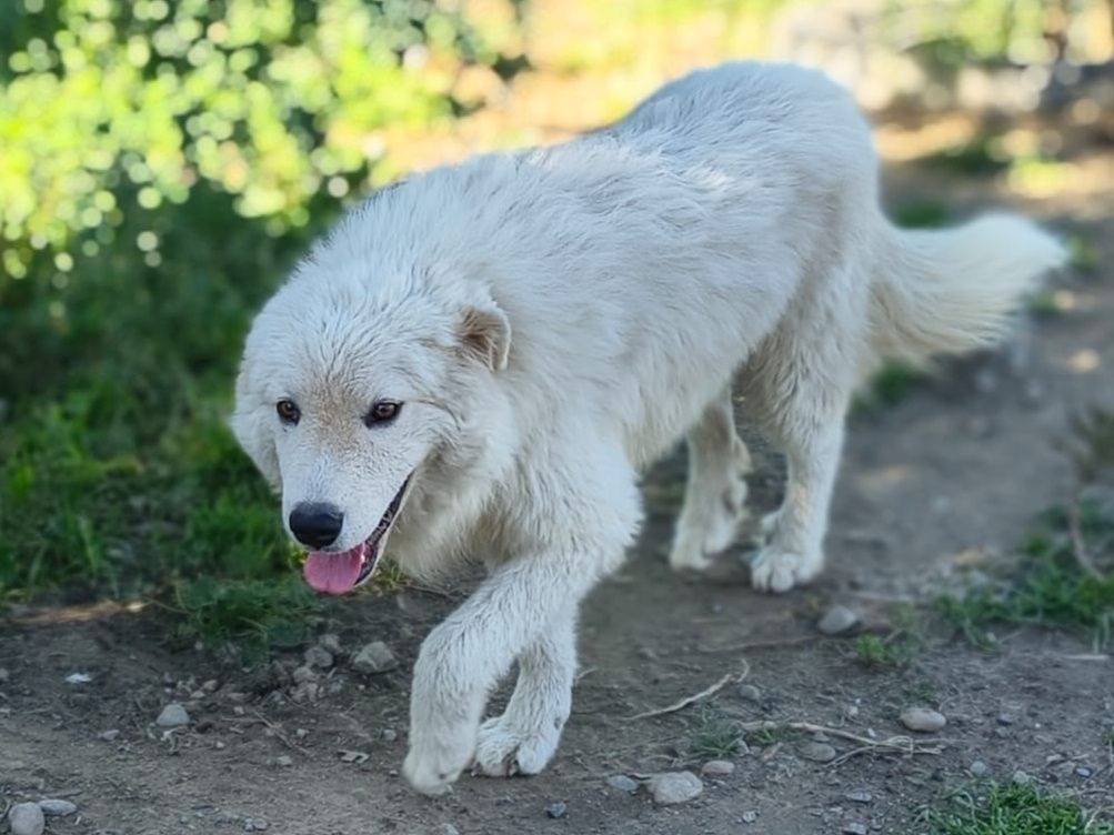 Adozione cane, maschio, Pastore maremmano Razza sconosciuta, 6 mesi, taglia grande, Crotone