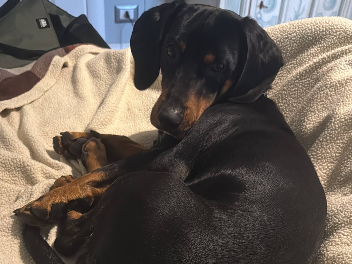 Adotta un cane, maschio, 1 anno e 8 mesi, Roma