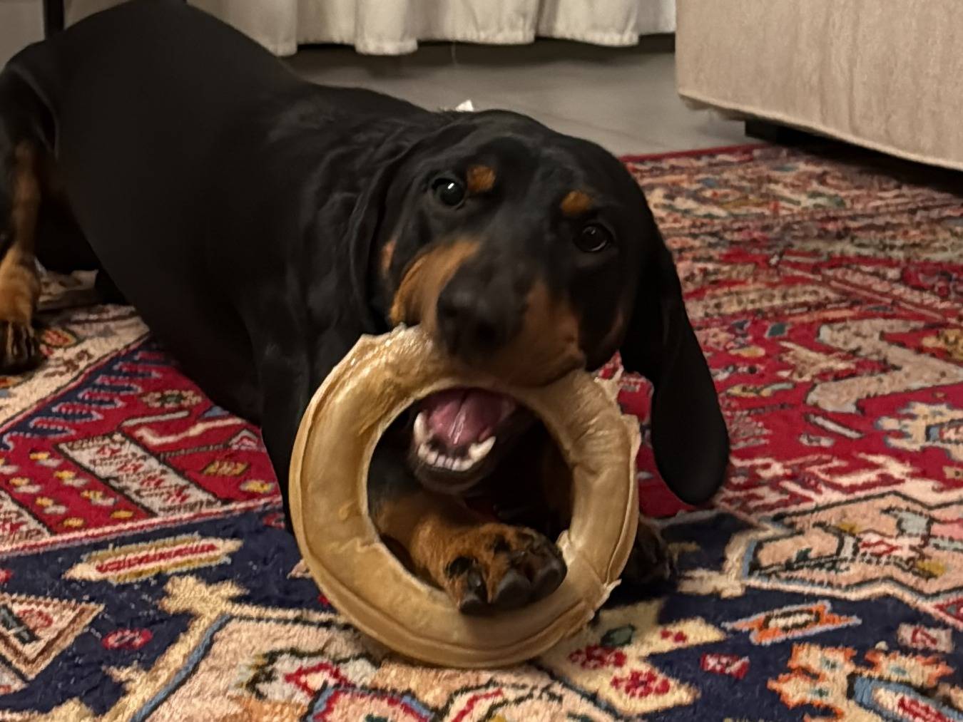 Adotta un cane, taglia media contenuta, maschio, Roma