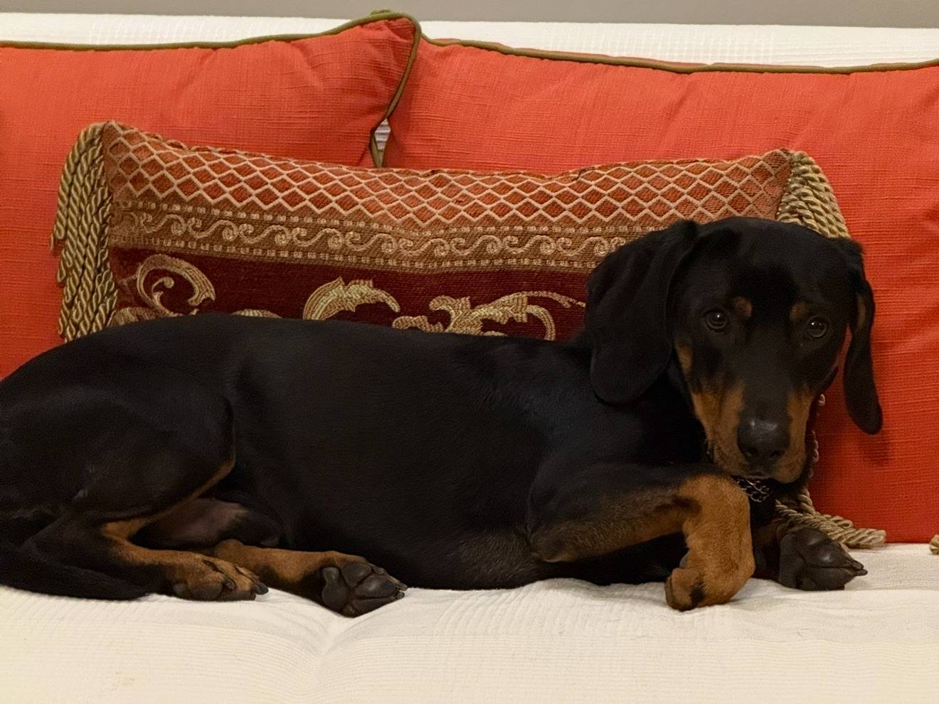 Vuoi adottare un cane a Roma?