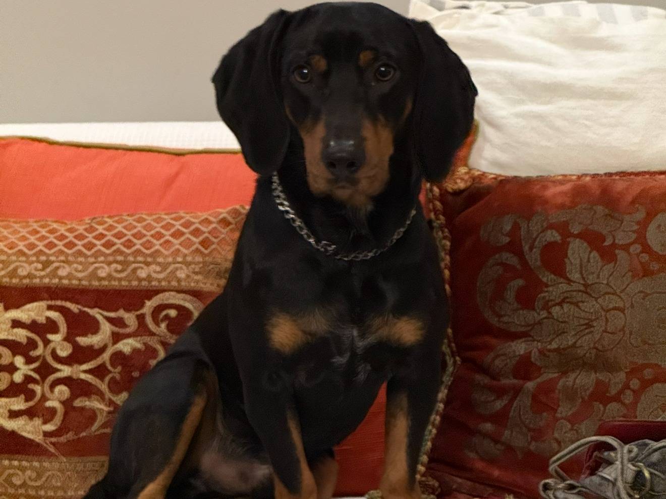 Adotta il cane Rey a Roma