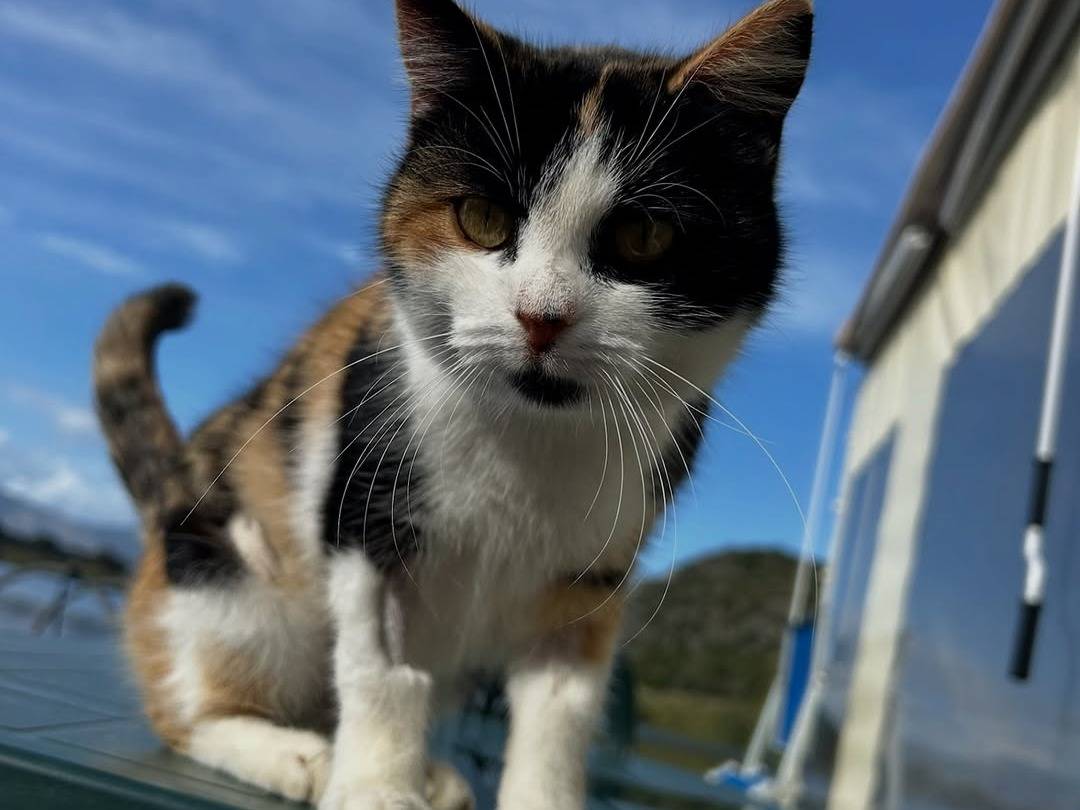 Vuoi adottare un gatto a Latina?