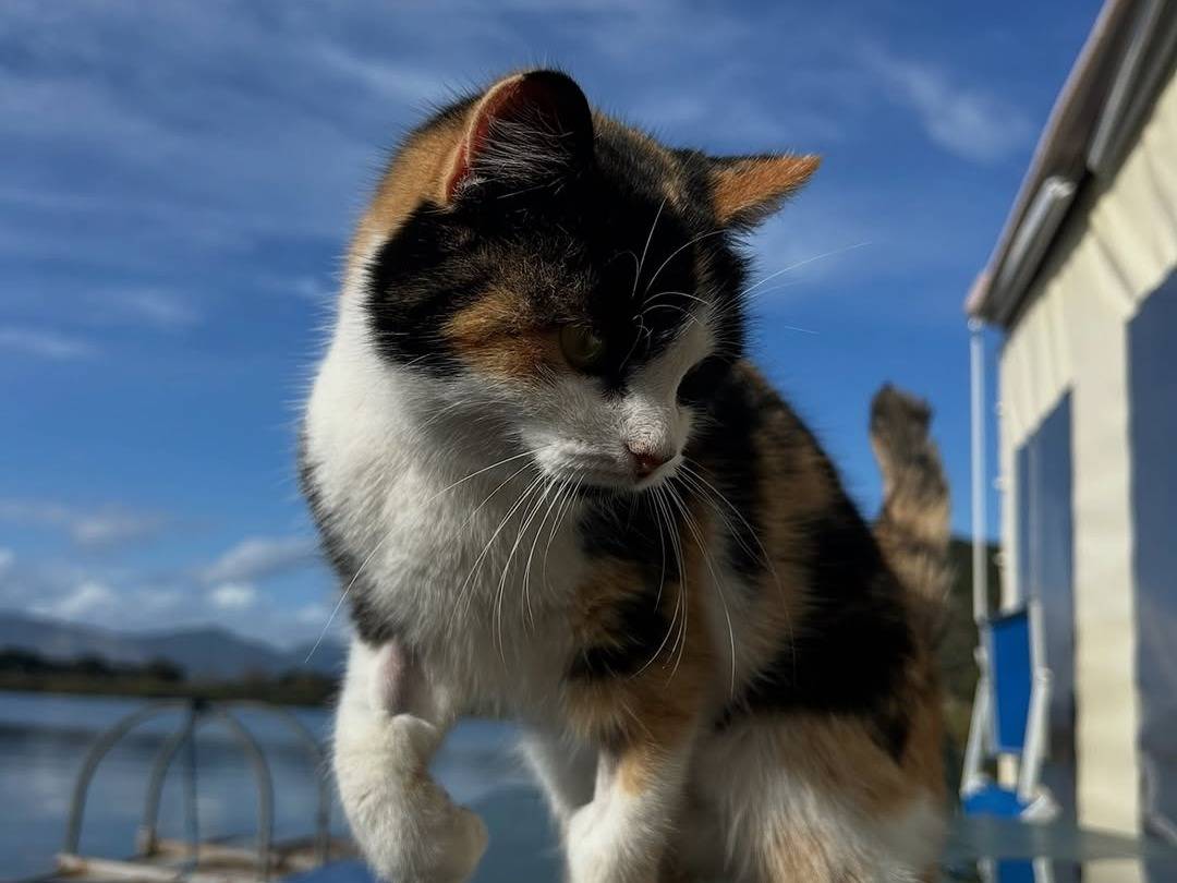 Adotta il gatto Bubu a Latina
