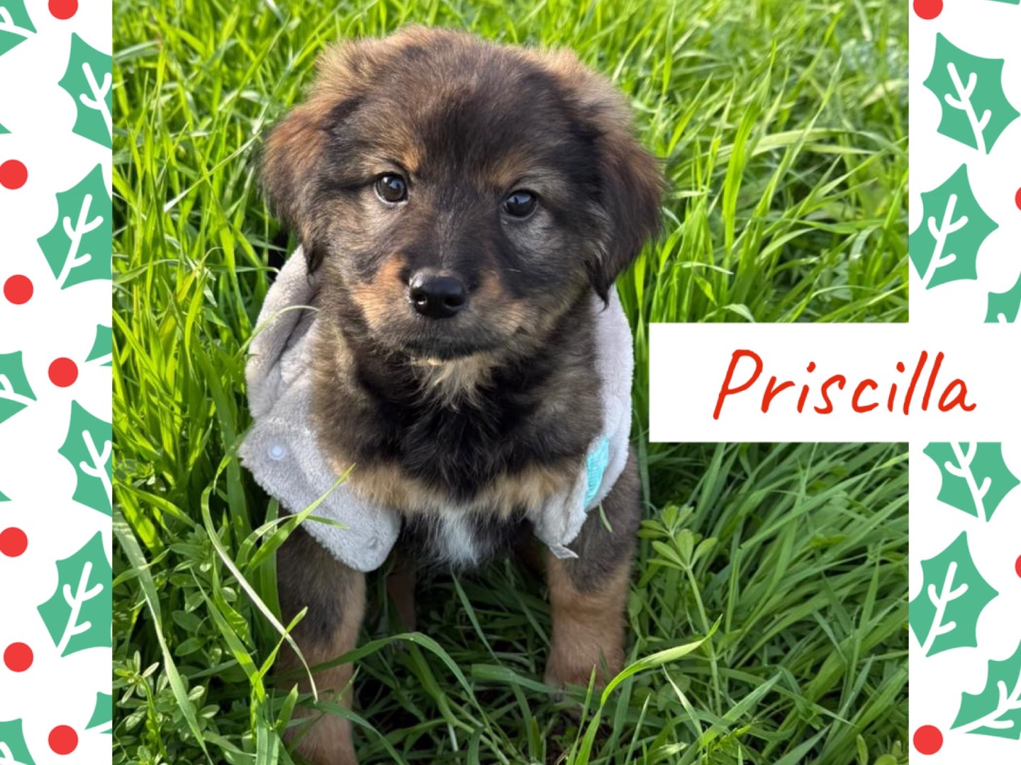 Adozione cane, femmina, Razza sconosciuta Razza sconosciuta, 4 mesi, taglia media, Catanzaro