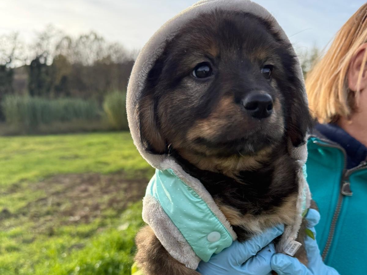 Adotta un cane, femmina, 4 mesi, Catanzaro